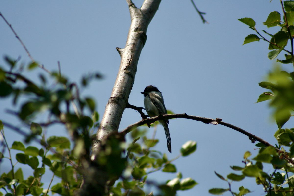 Black-capped Chickadee - ML621988709