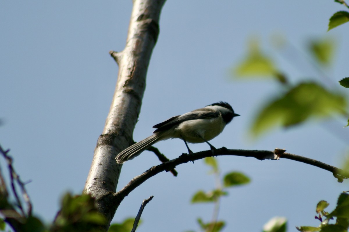 Black-capped Chickadee - ML621988710