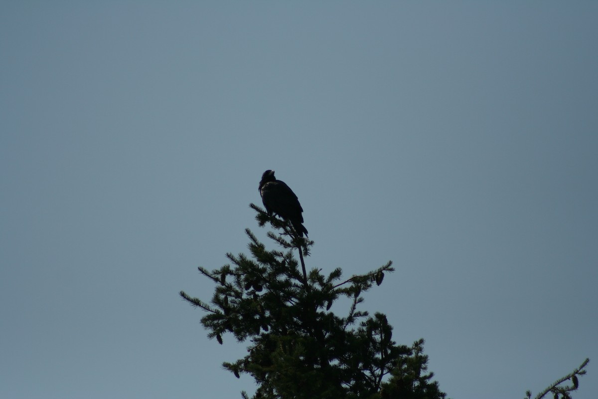 Common Raven - ML621988719