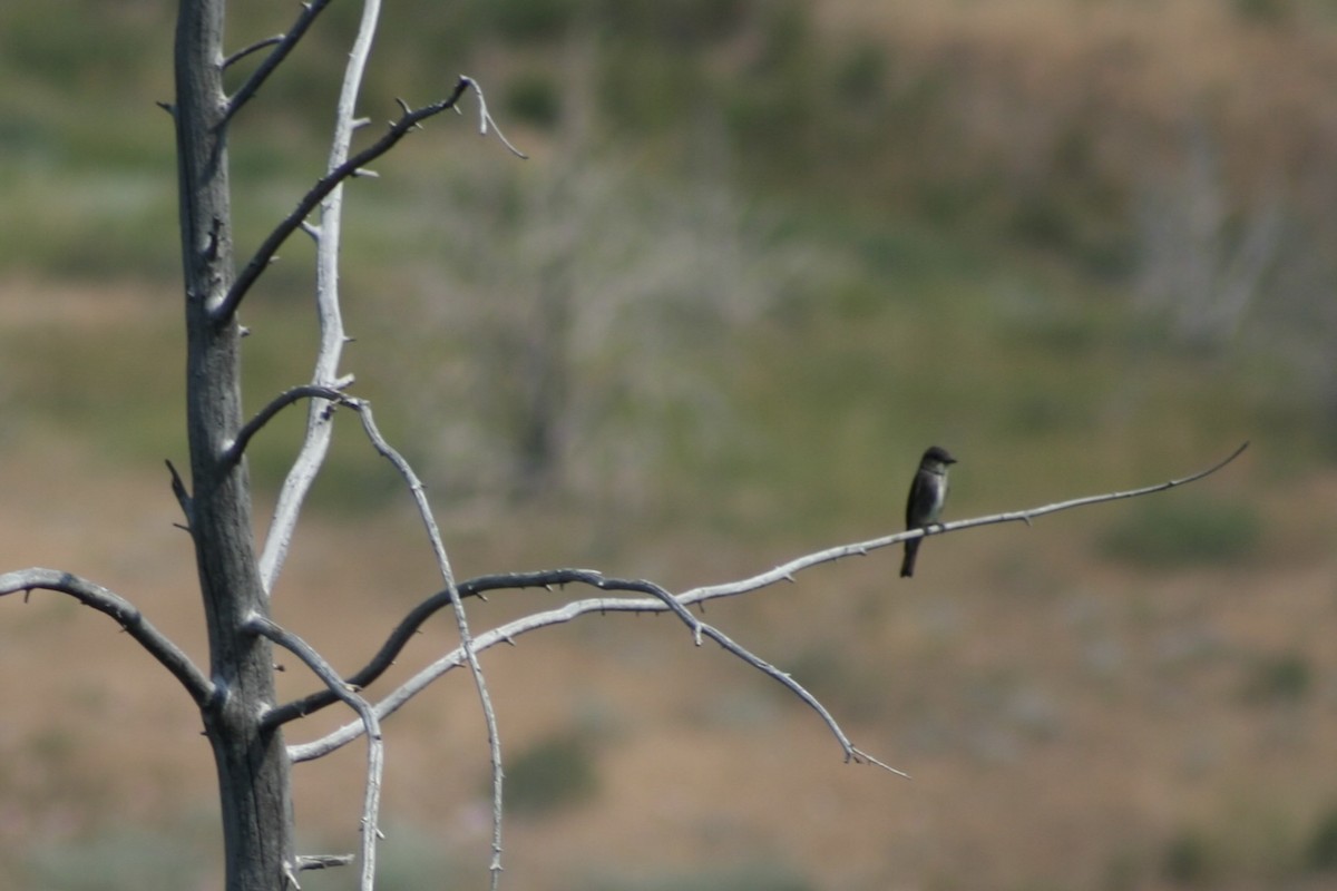 Olive-sided Flycatcher - ML621988723