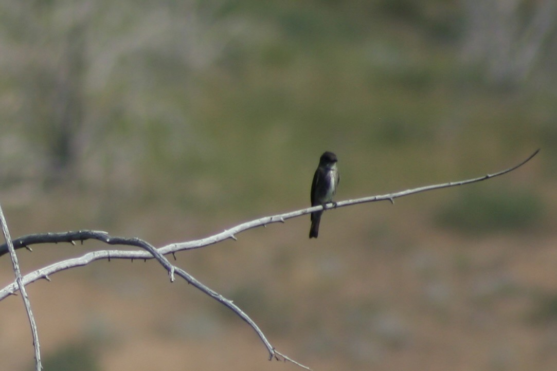 Olive-sided Flycatcher - ML621988724