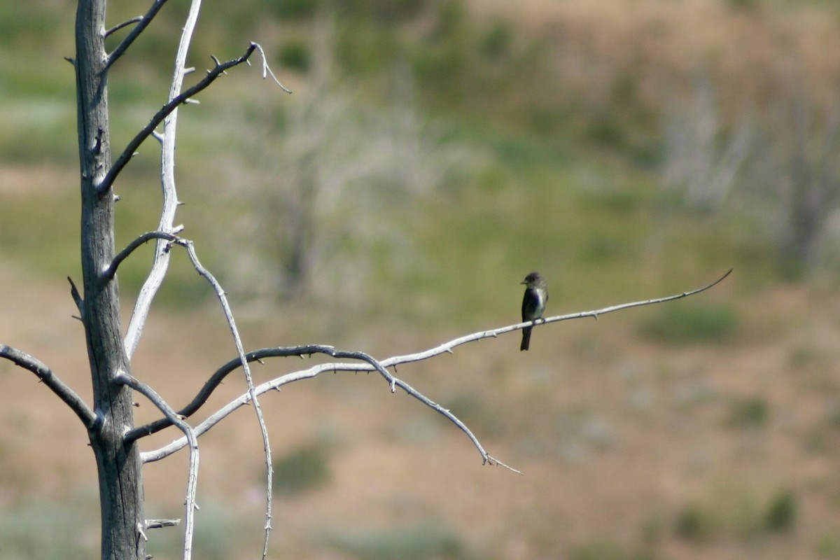 Olive-sided Flycatcher - ML621988725