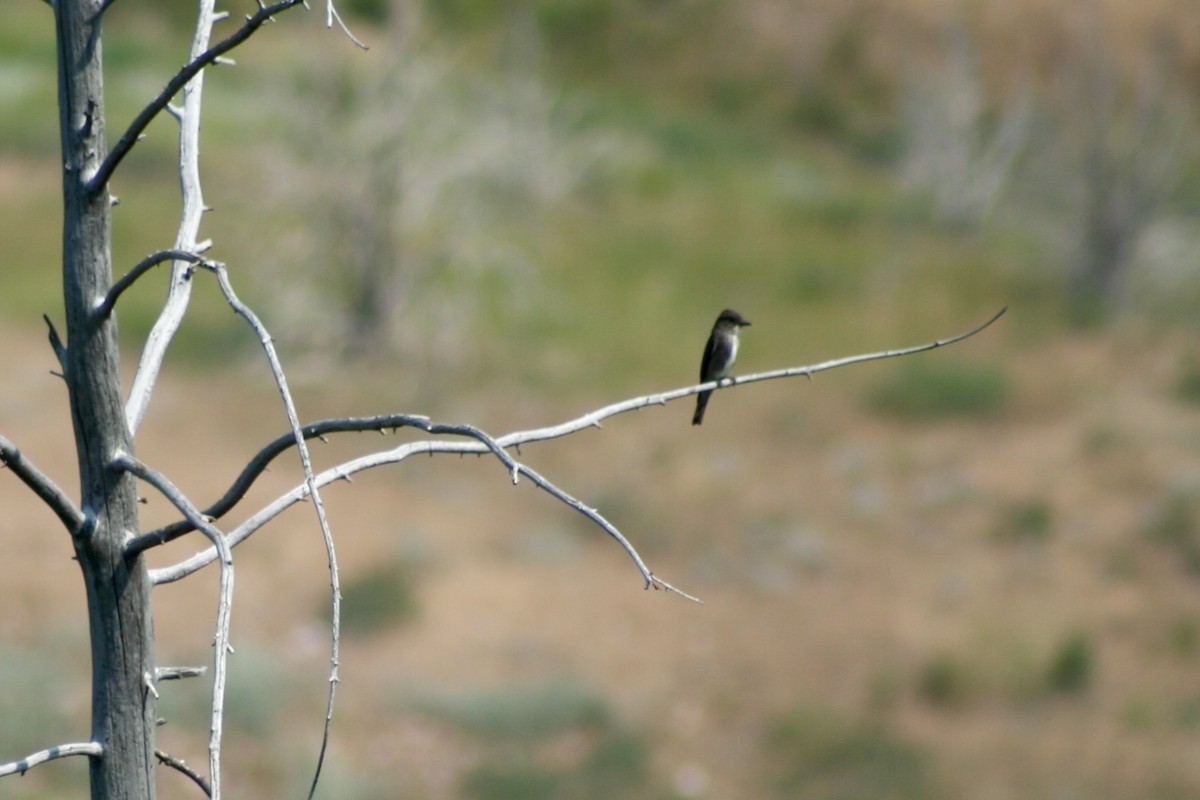 Olive-sided Flycatcher - ML621988726