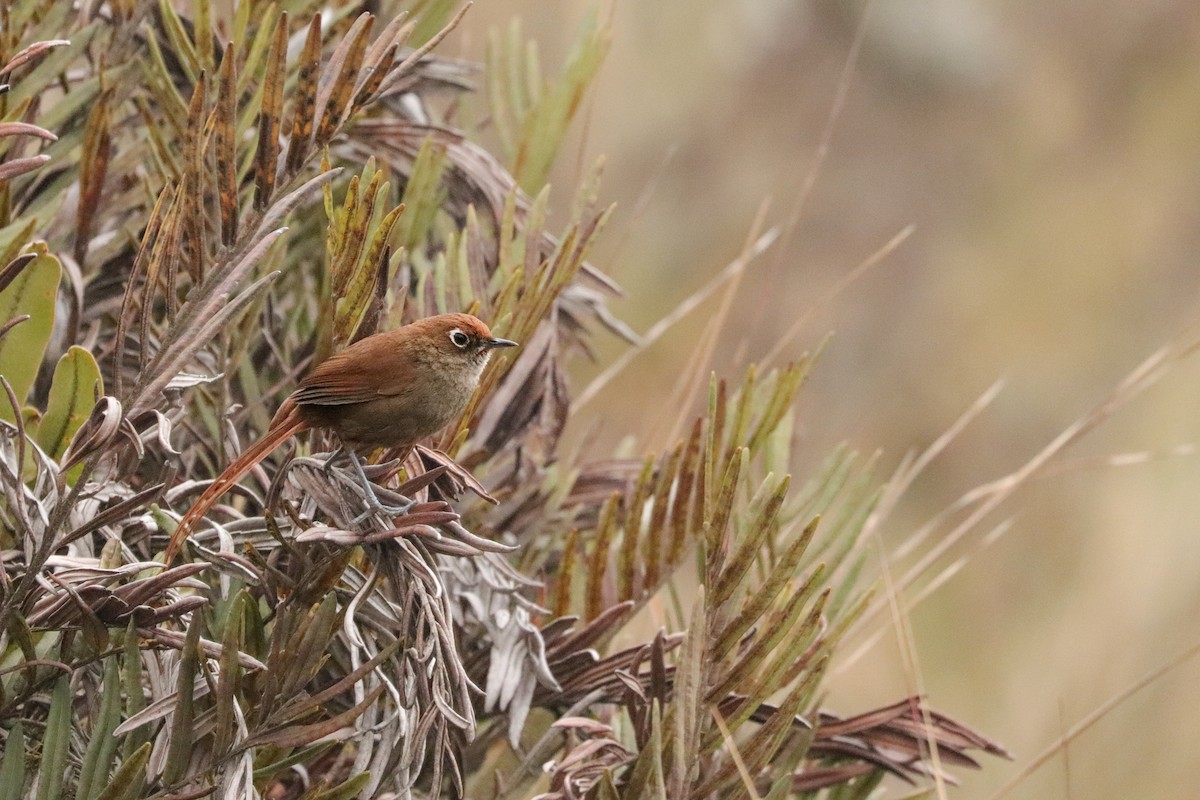 Eye-ringed Thistletail - ML621988759