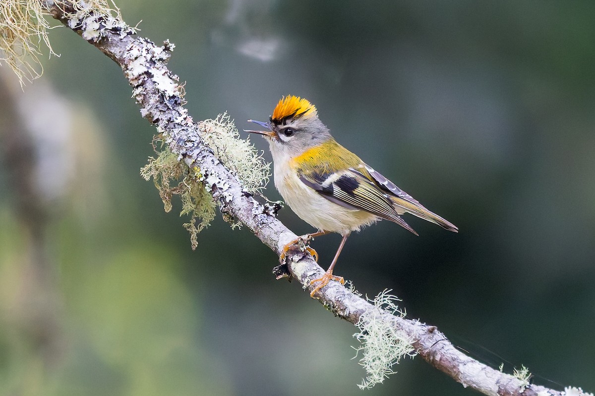 Madeira Firecrest - ML621988790