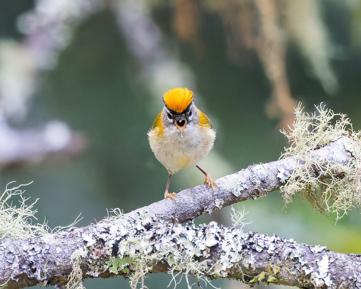 Madeira Firecrest - ML621988791