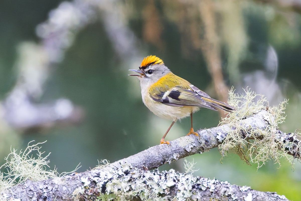 Madeira Firecrest - ML621988792