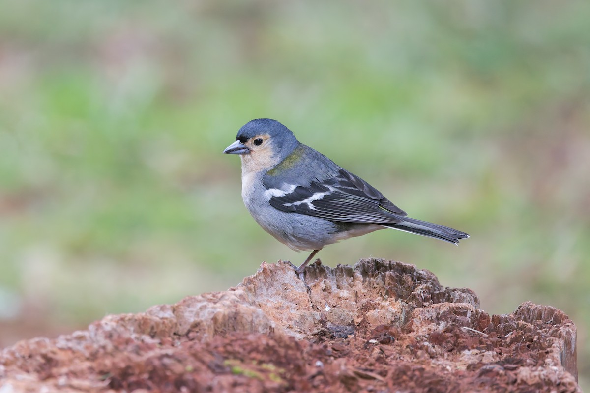 Madeira Chaffinch - ML621988806