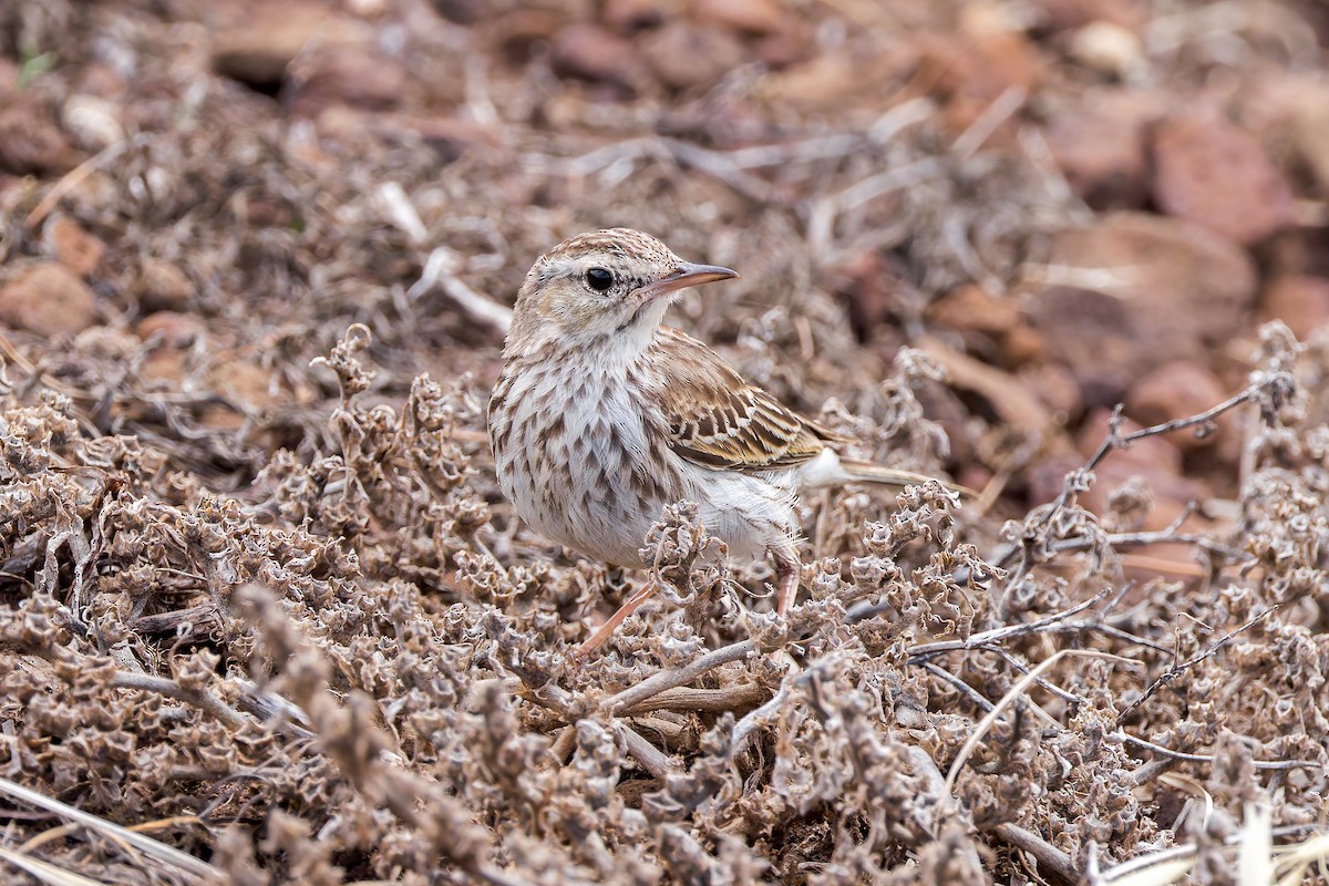 Berthelot's Pipit - ML621988835