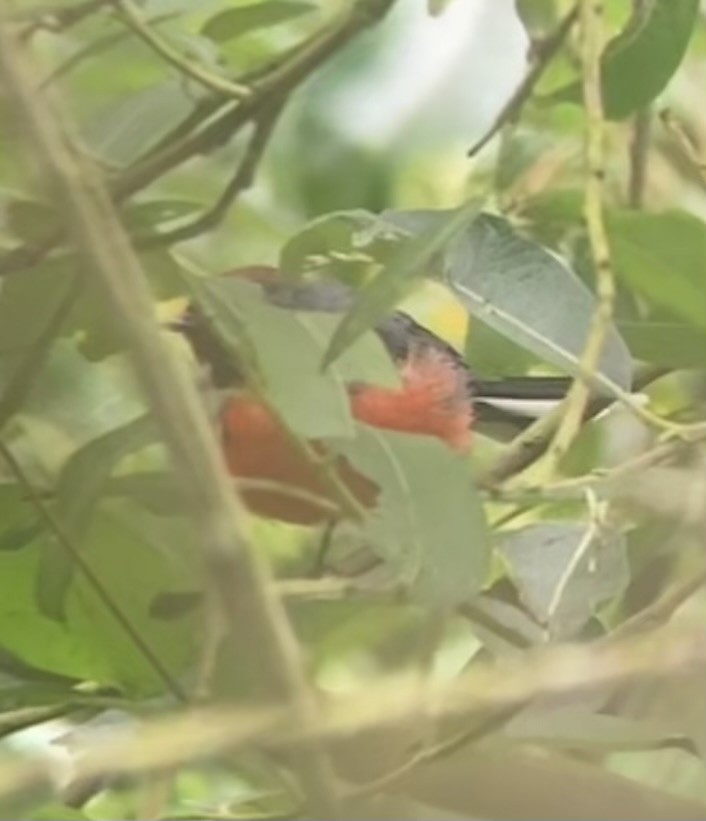 Slate-throated Redstart - Dominik Mosur
