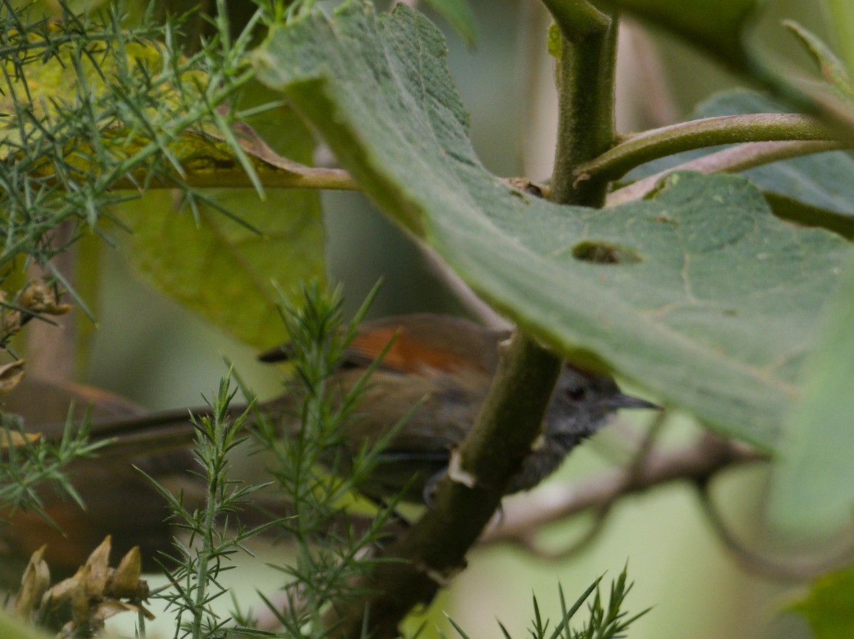 Silvery-throated Spinetail - ML621988861