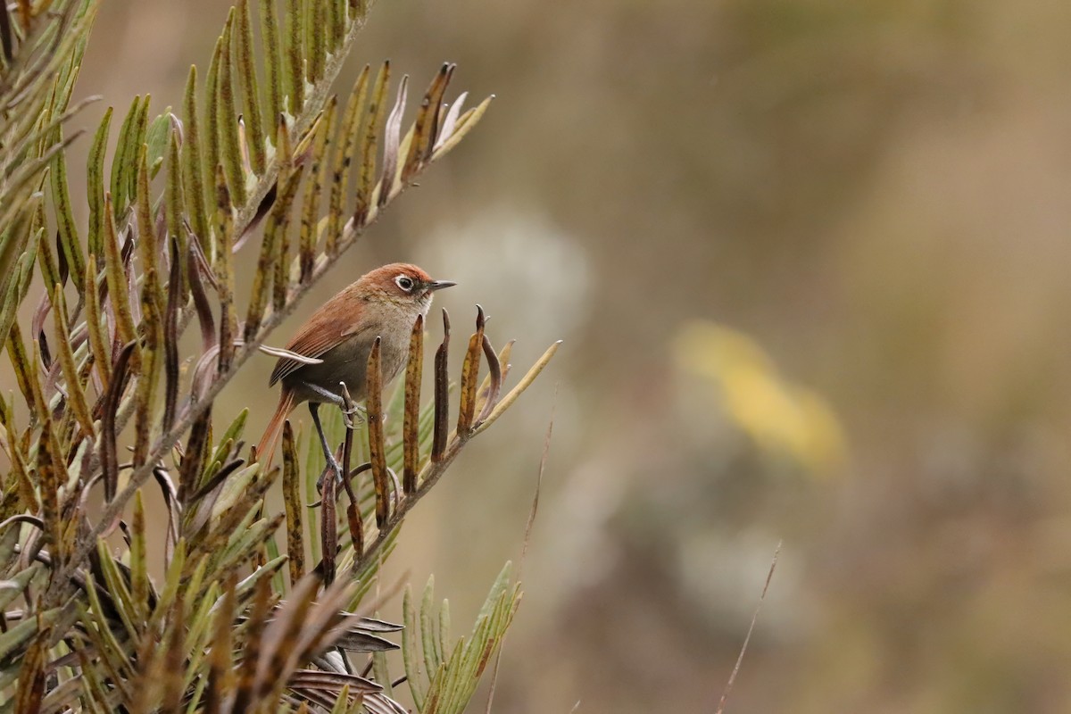 Eye-ringed Thistletail - ML621988928