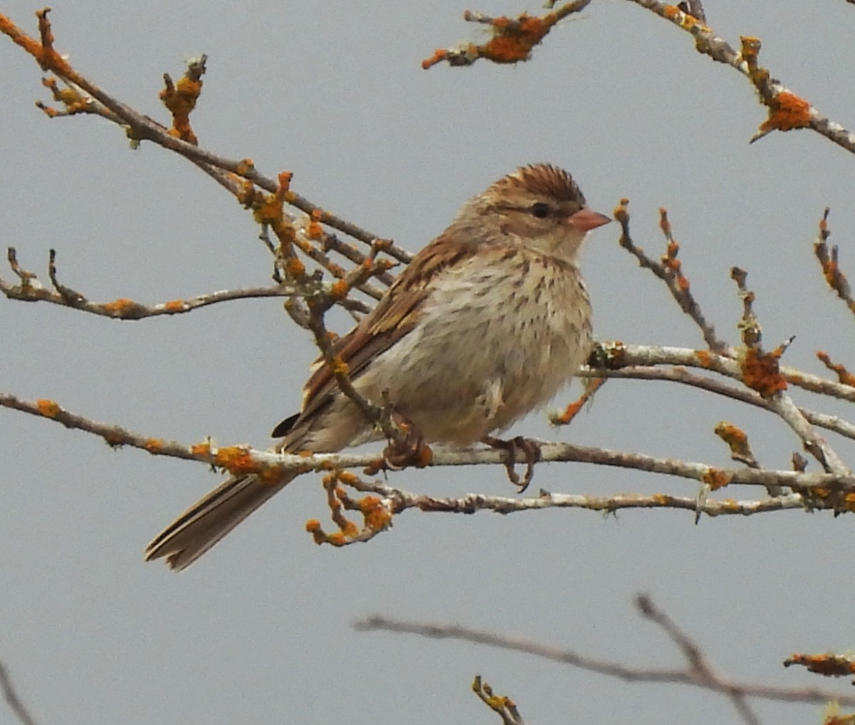 Chipping Sparrow - ML621989000