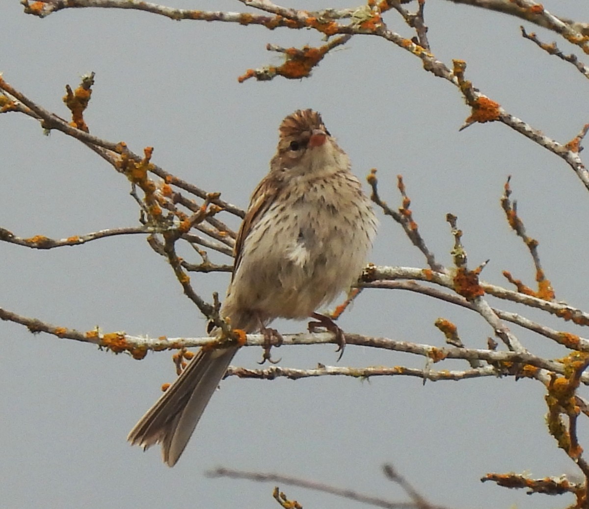 Chipping Sparrow - ML621989001