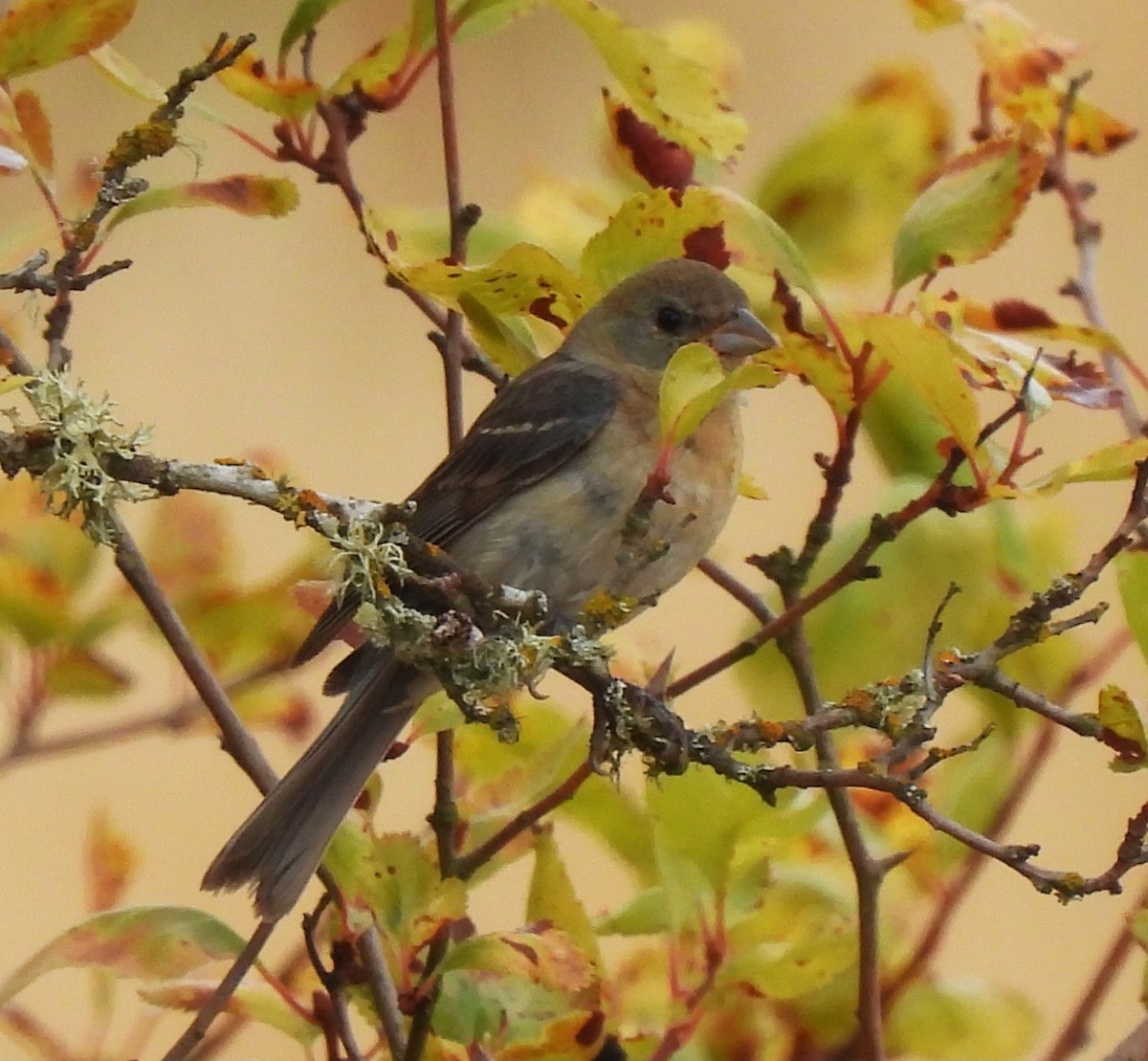 Lazuli Bunting - ML621989022