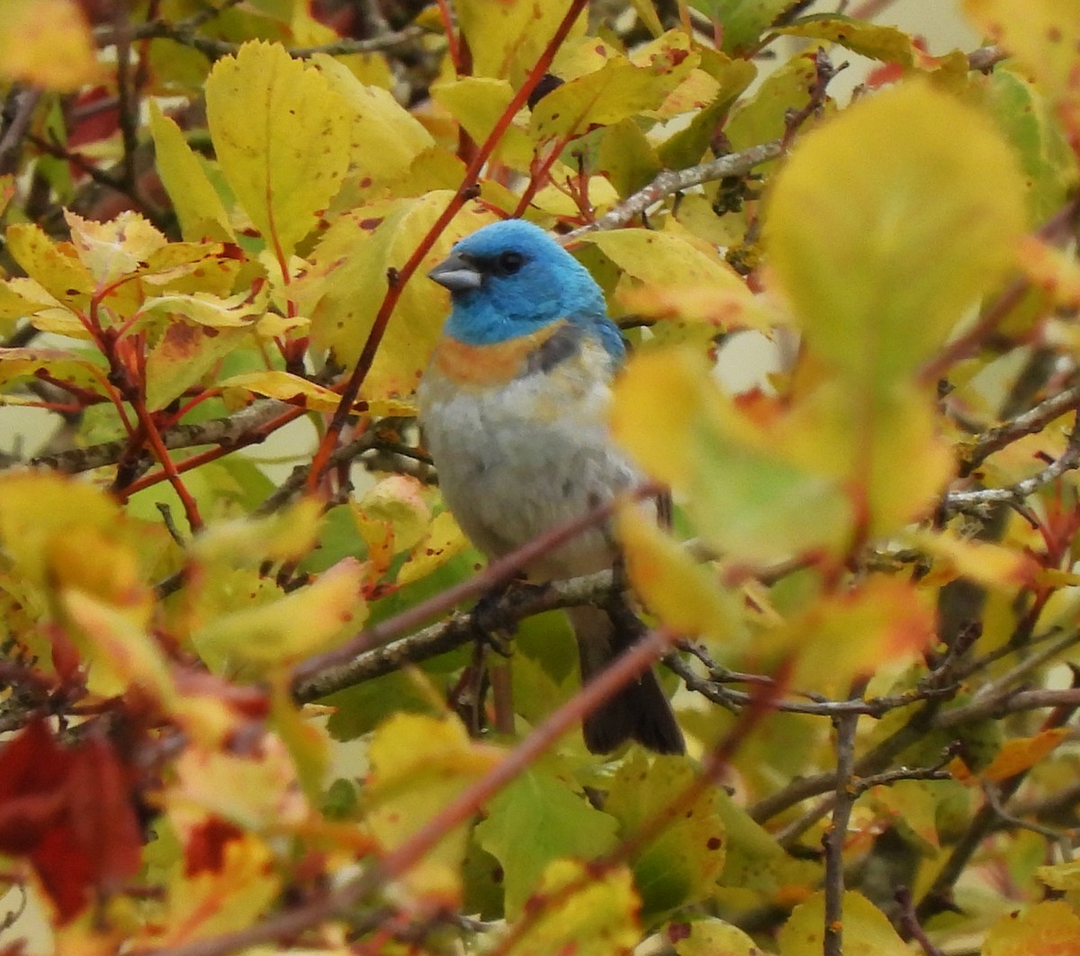 Lazuli Bunting - ML621989023