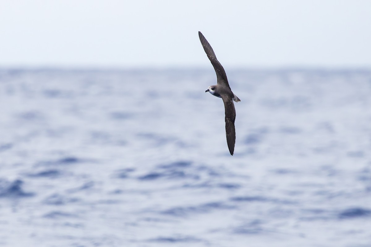 Zino's Petrel - ML621989123