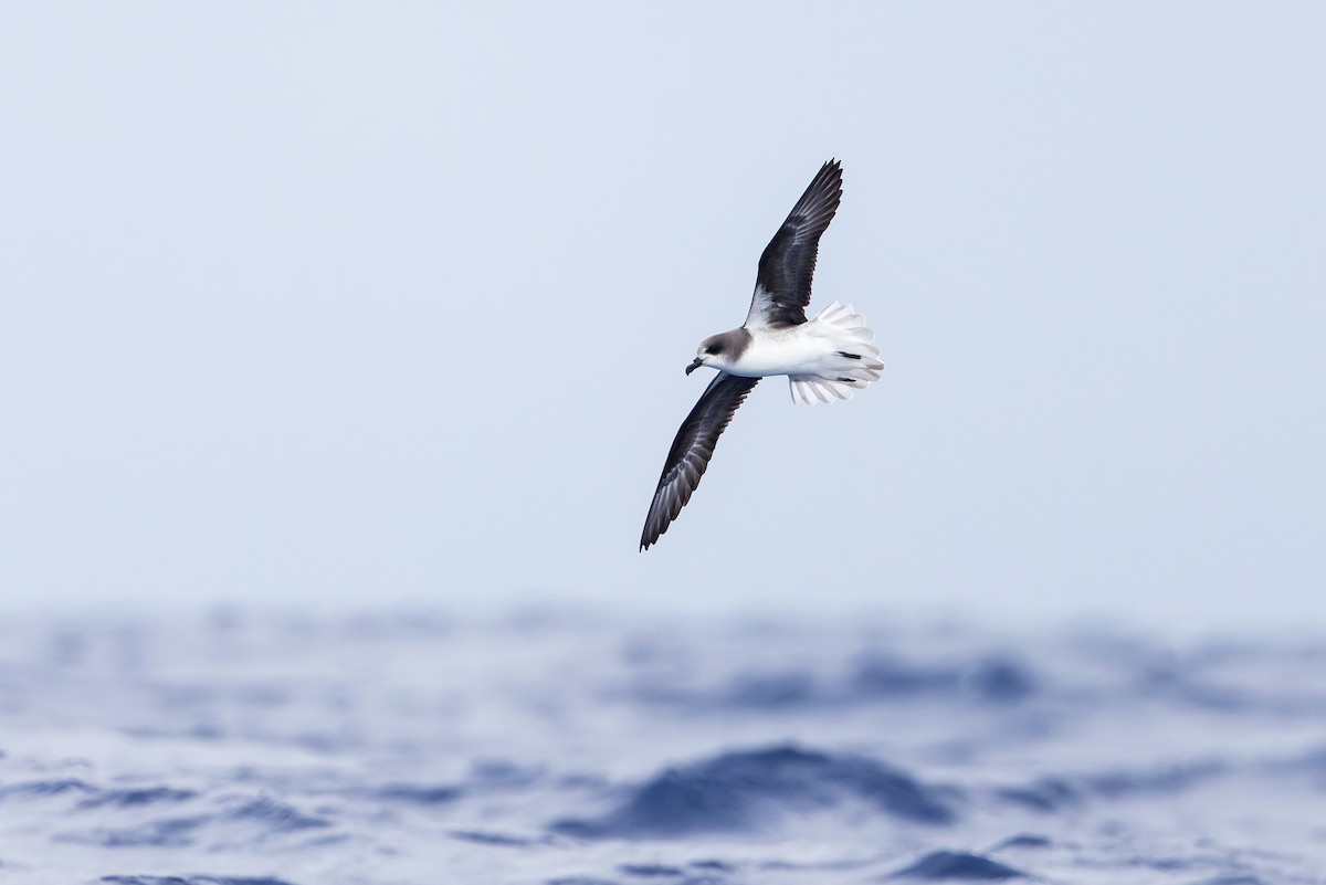 Zino's Petrel - ML621989124