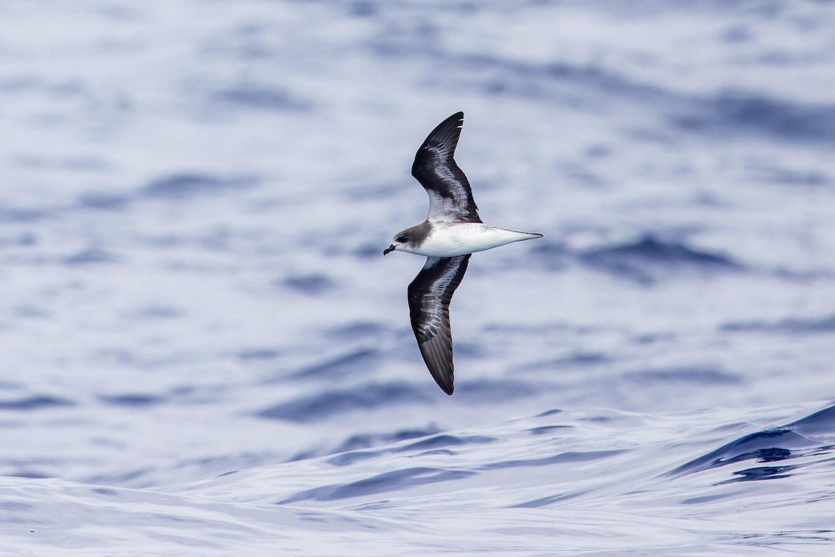 Zino's Petrel - ML621989127