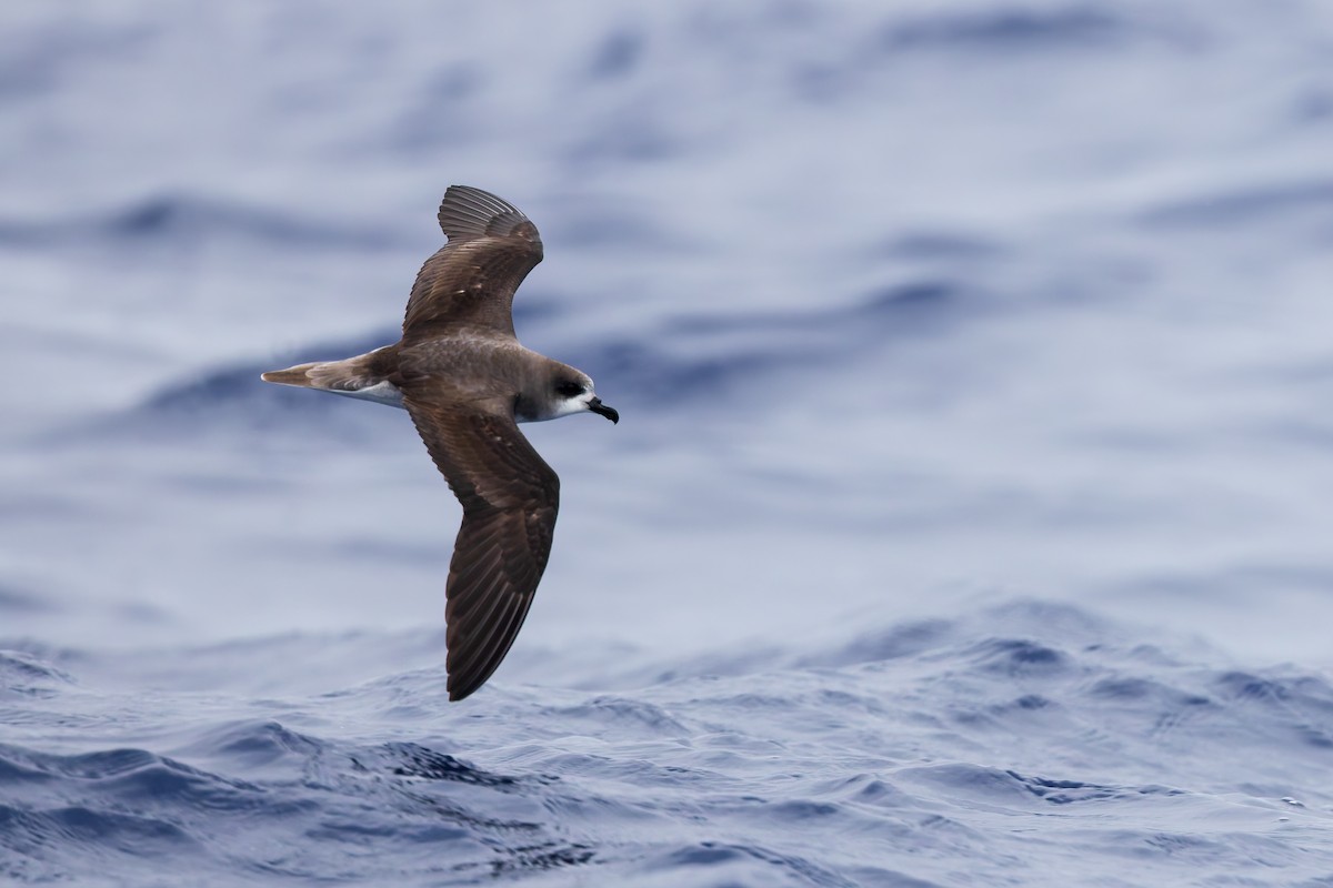 Zino's Petrel - ML621989128