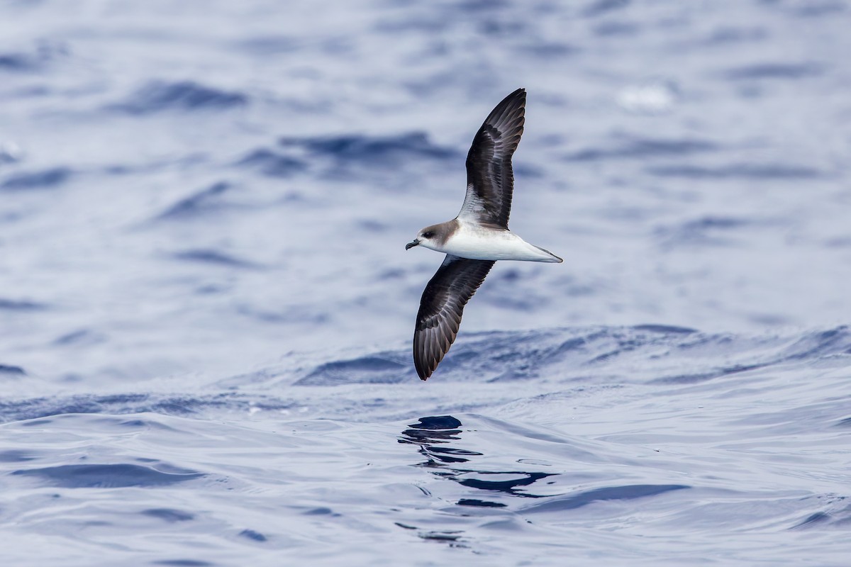 Zino's Petrel - ML621989129