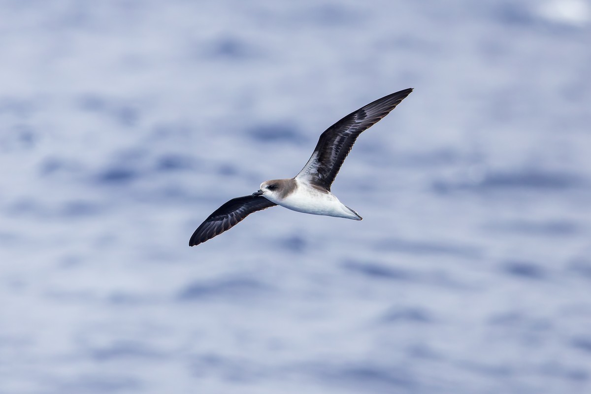 Zino's Petrel - ML621989130