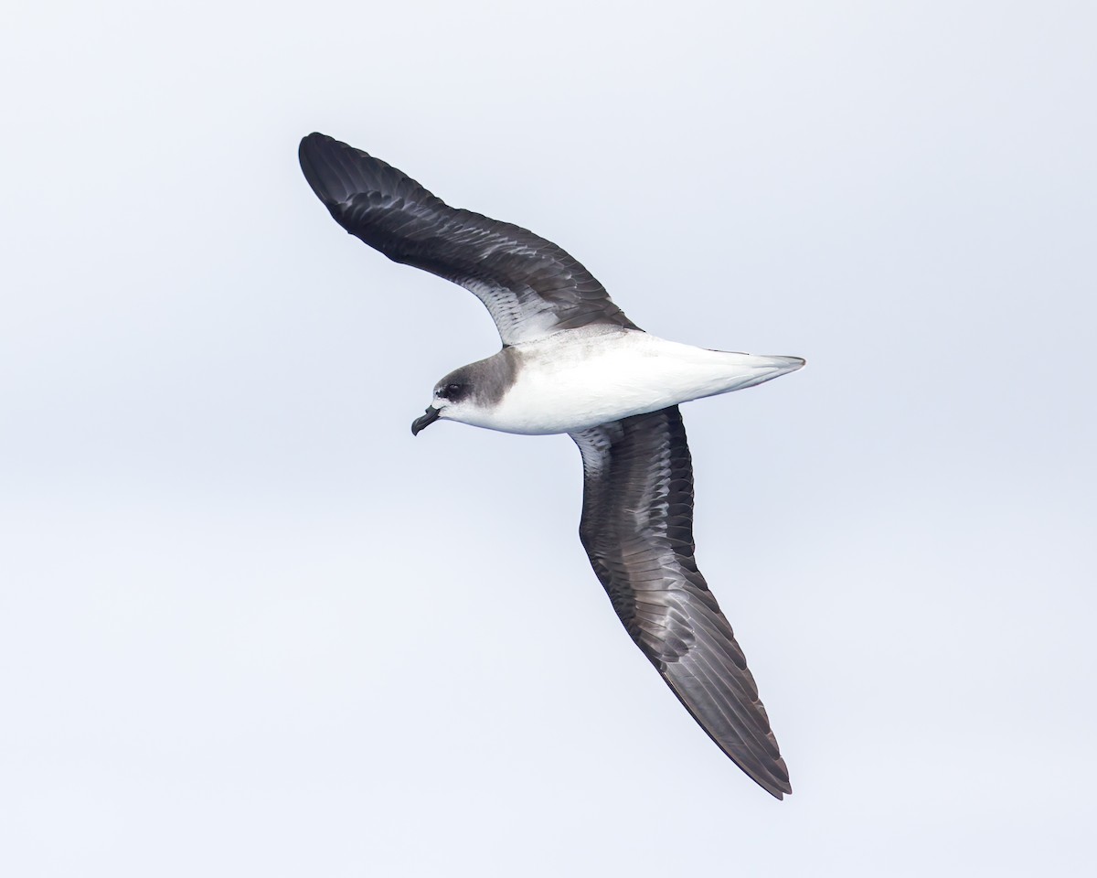 Zino's Petrel - ML621989131