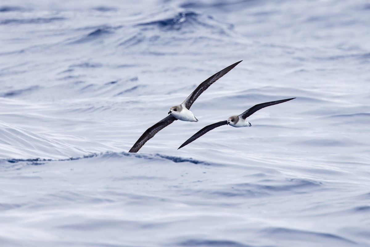 Zino's Petrel - ML621989133