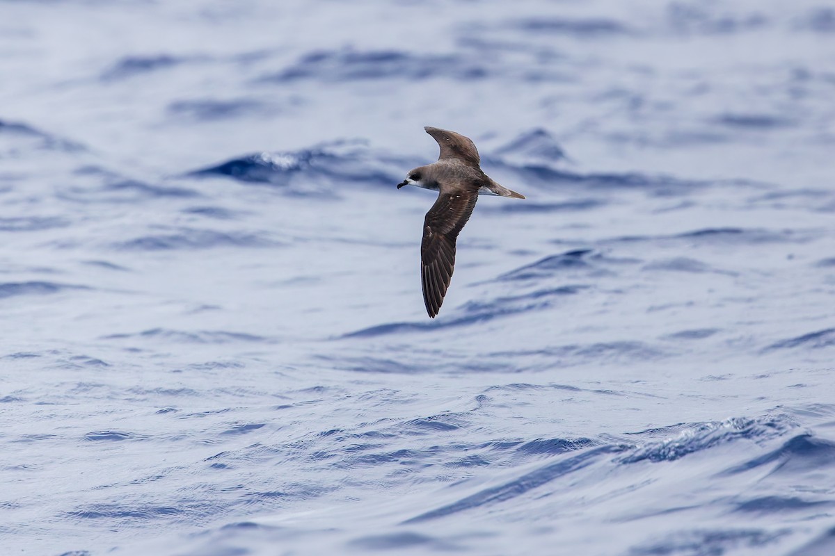 Zino's Petrel - ML621989134