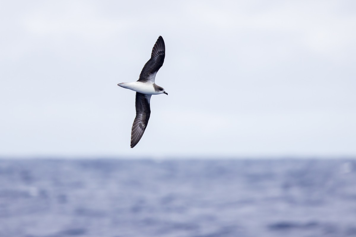 Zino's Petrel - ML621989135