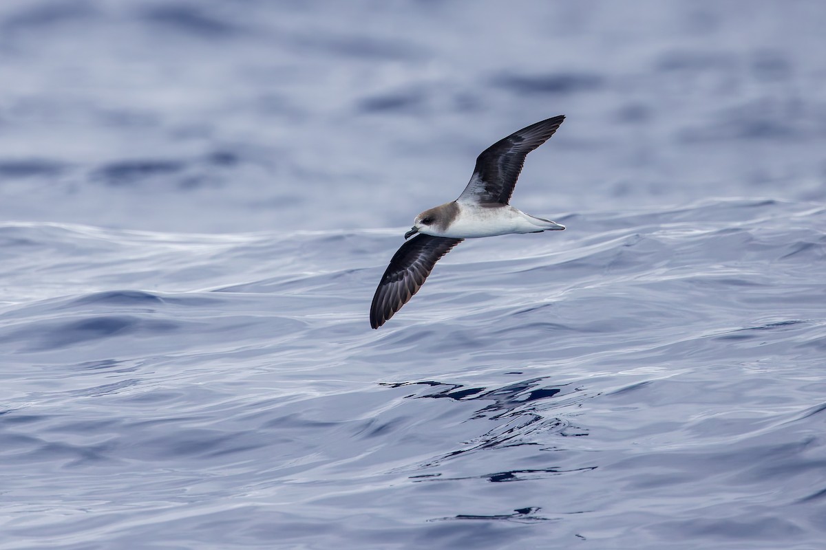 Zino's Petrel - ML621989136