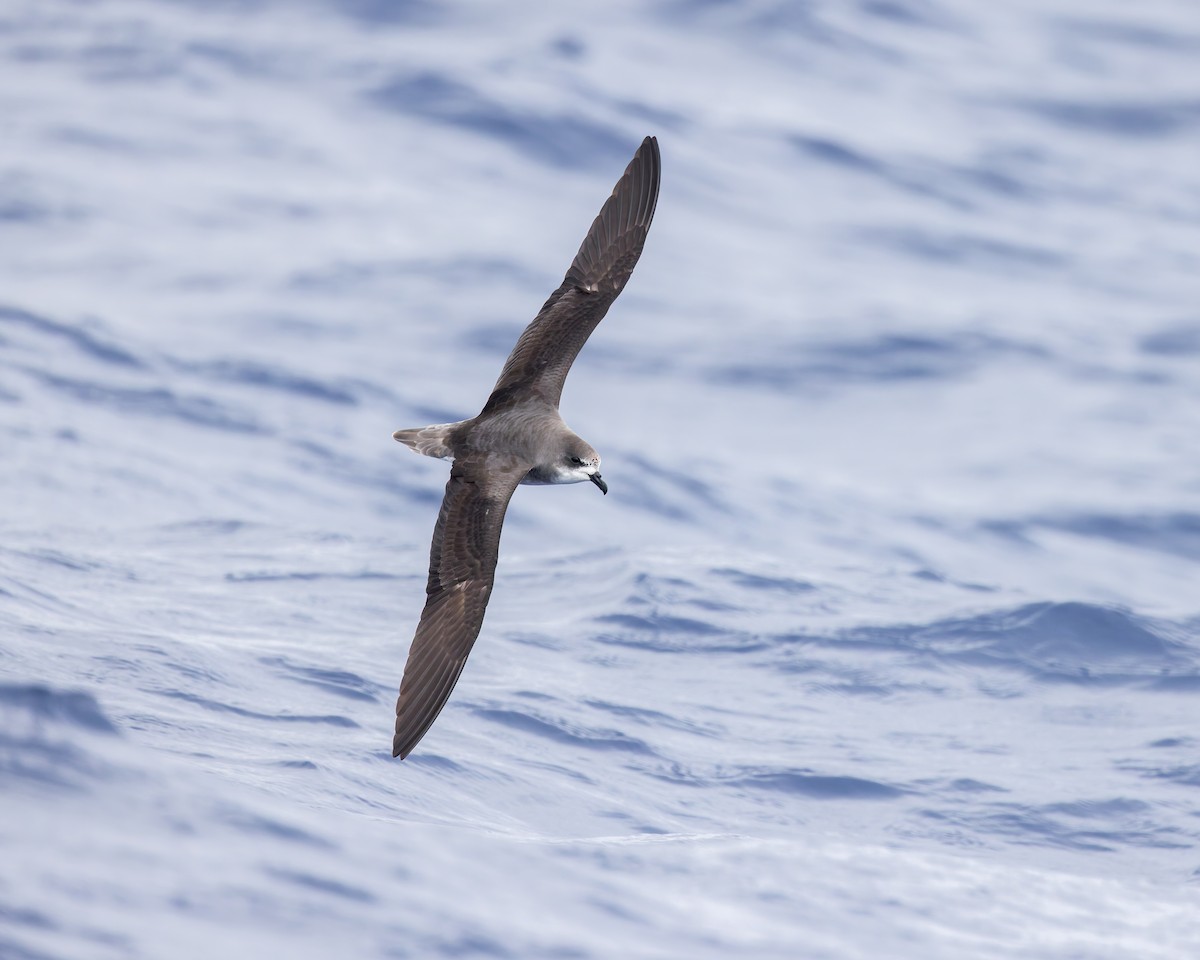 Zino's Petrel - ML621989137