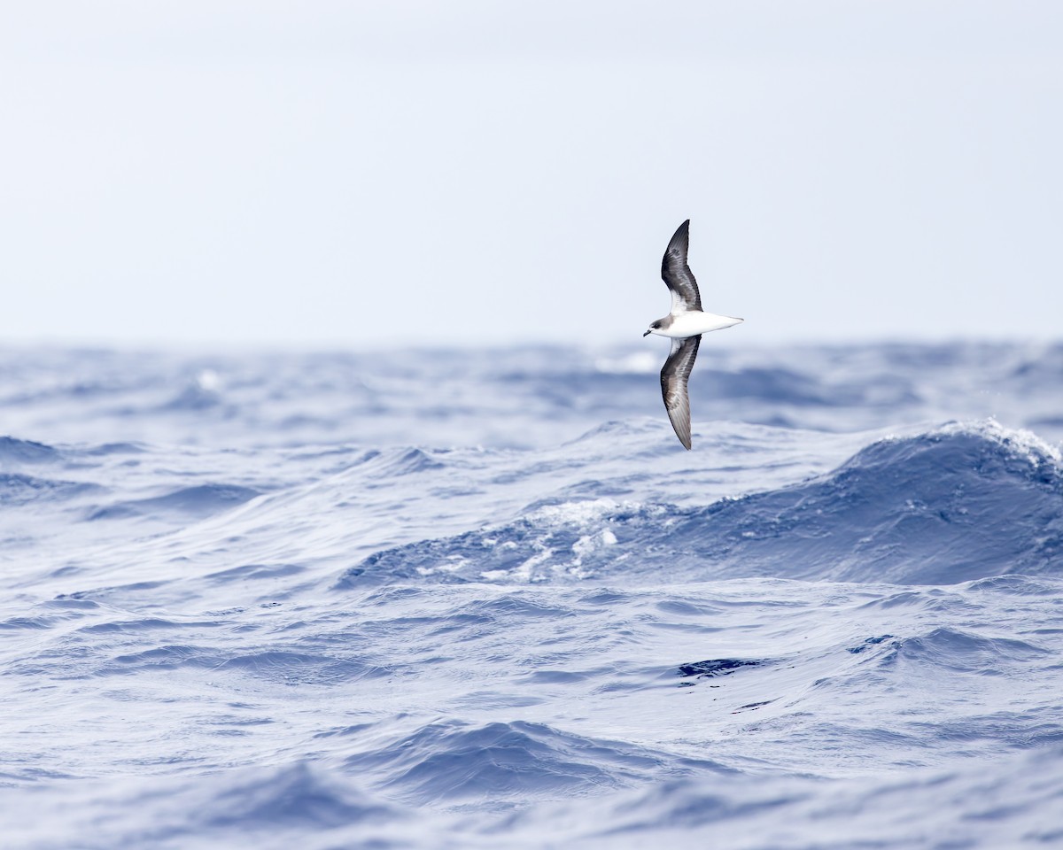 Zino's Petrel - ML621989138