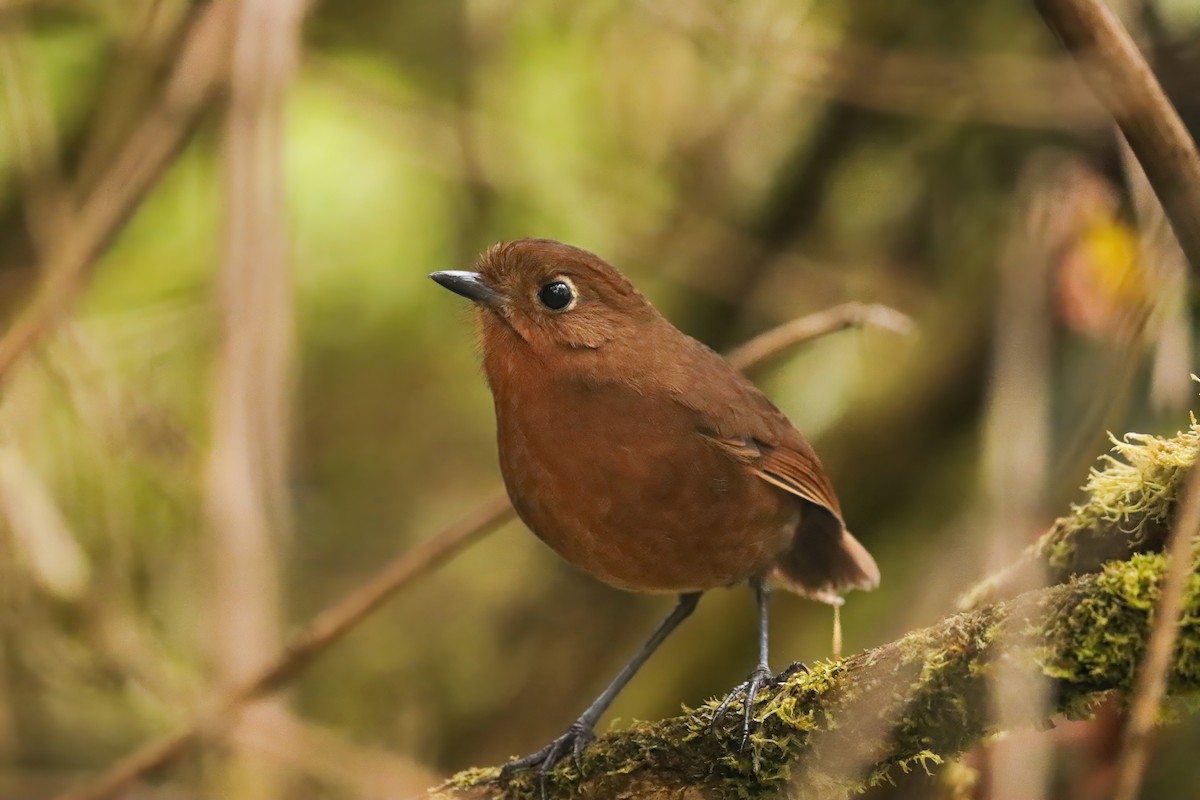 Junin Antpitta - ML621989173