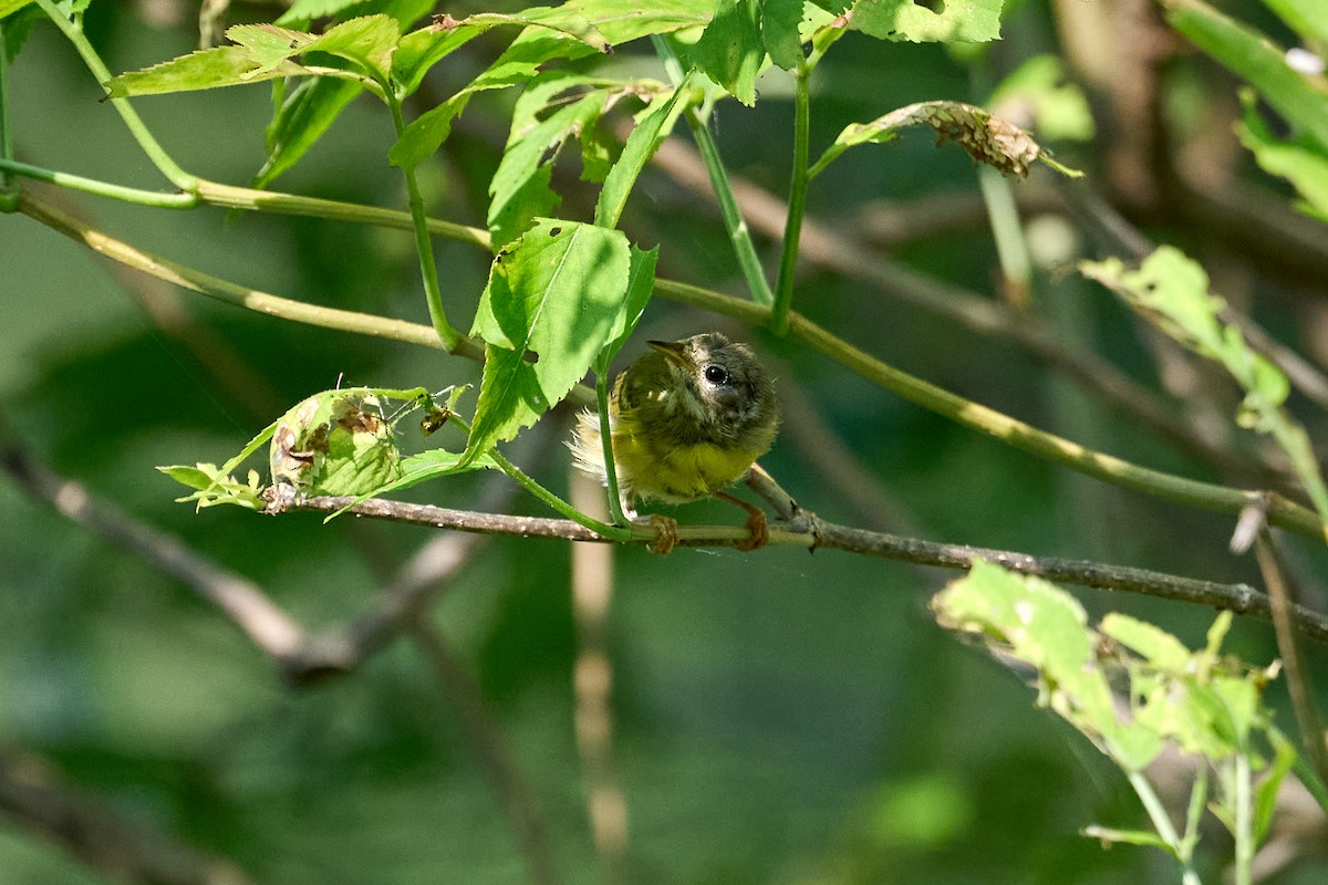 Nashville Warbler - ML621989278