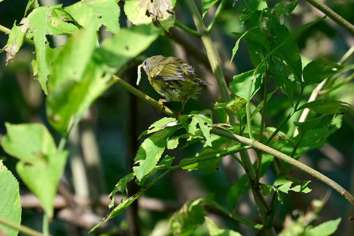 Nashville Warbler - ML621989279