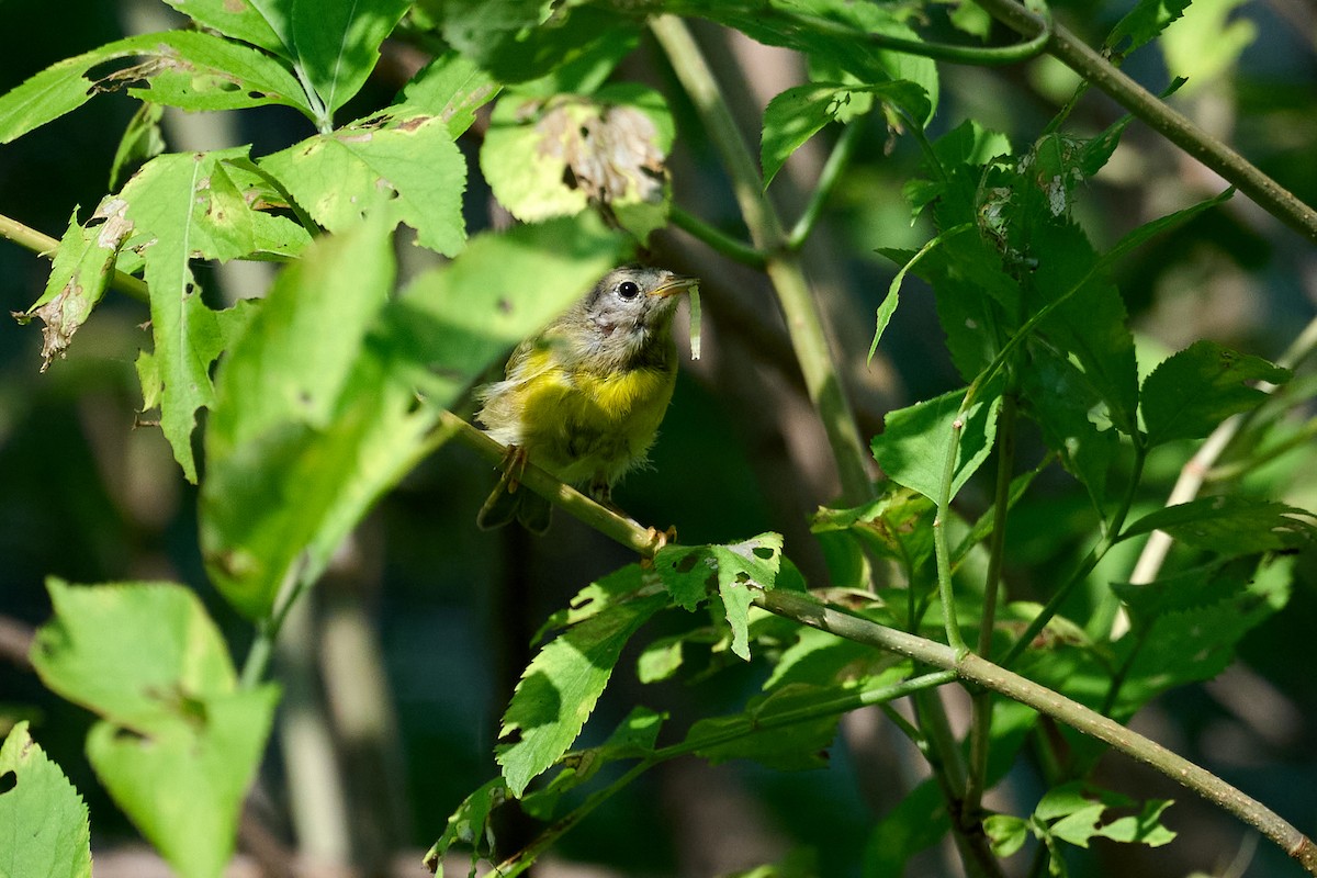 Nashville Warbler - ML621989280