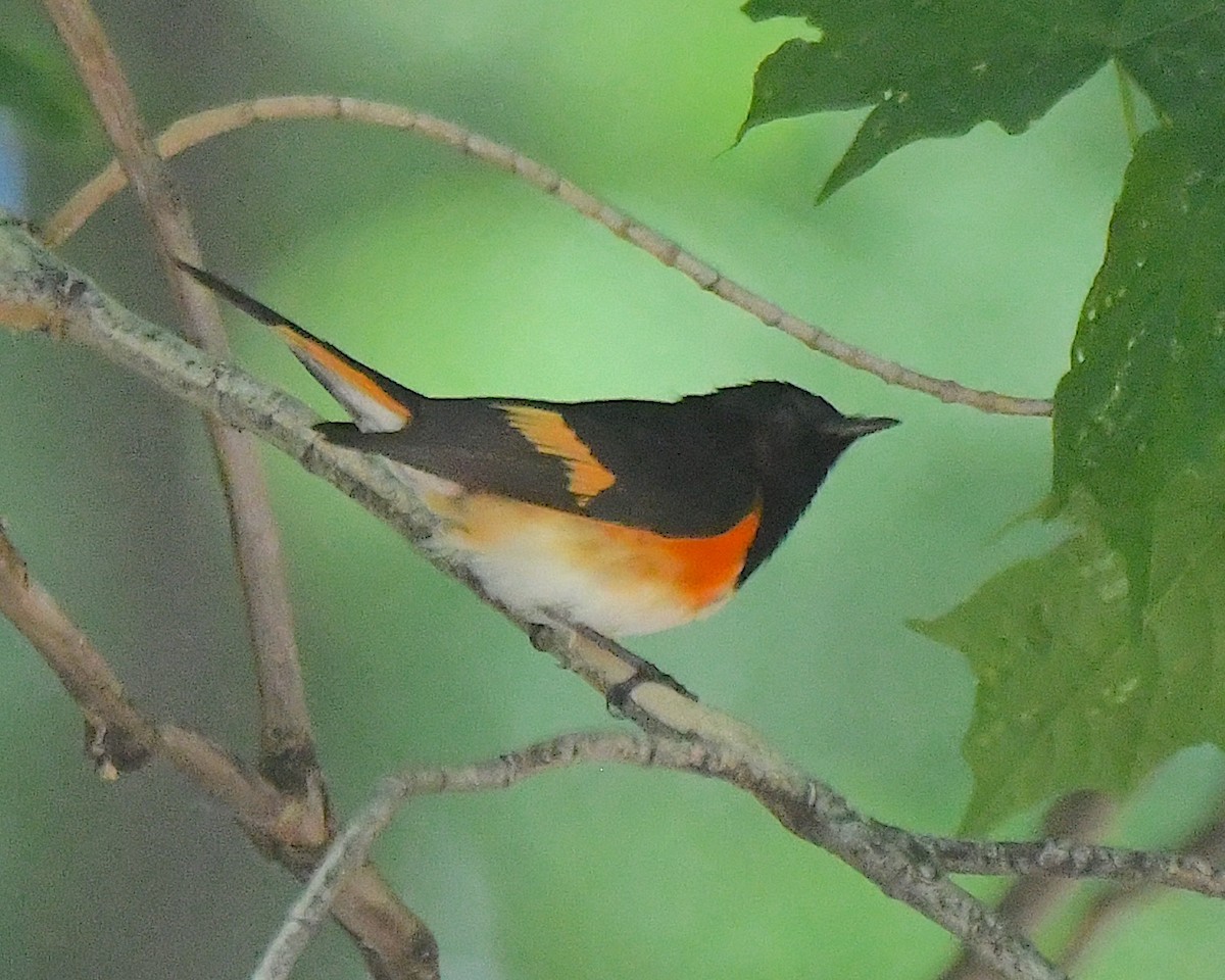 American Redstart - ML621989297