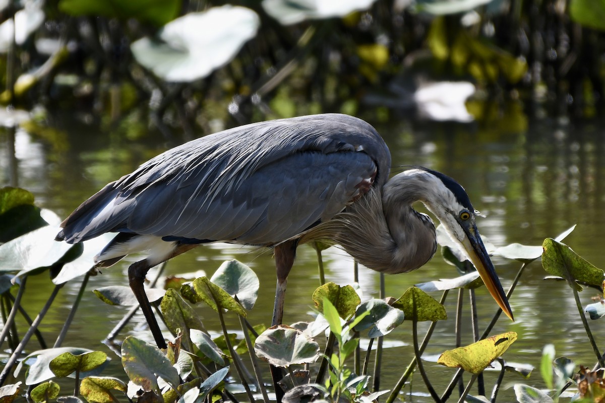 Great Blue Heron - ML621989318