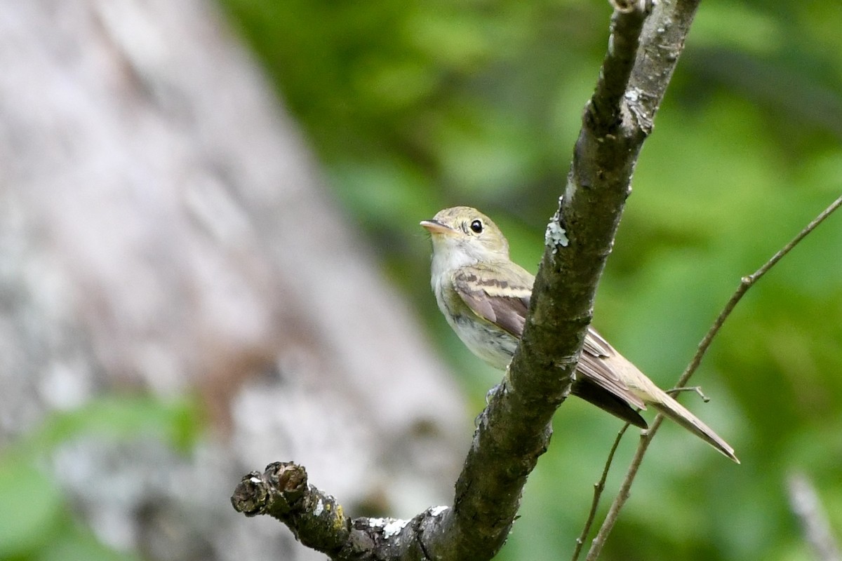 Acadian Flycatcher - ML621989323