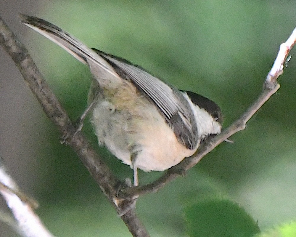 Black-capped Chickadee - ML621989333