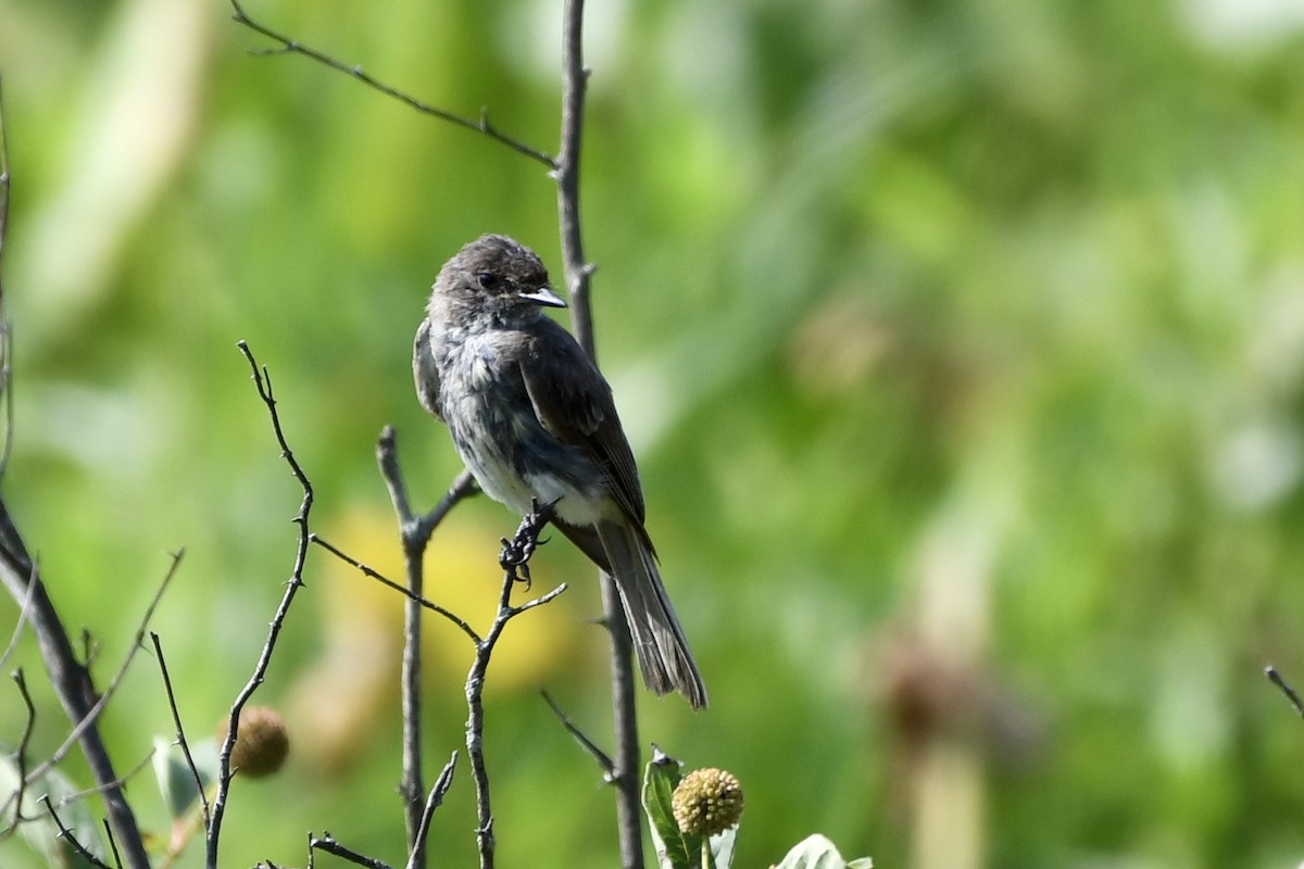 Eastern Phoebe - ML621989335