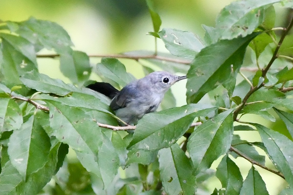 Blue-gray Gnatcatcher - ML621989336