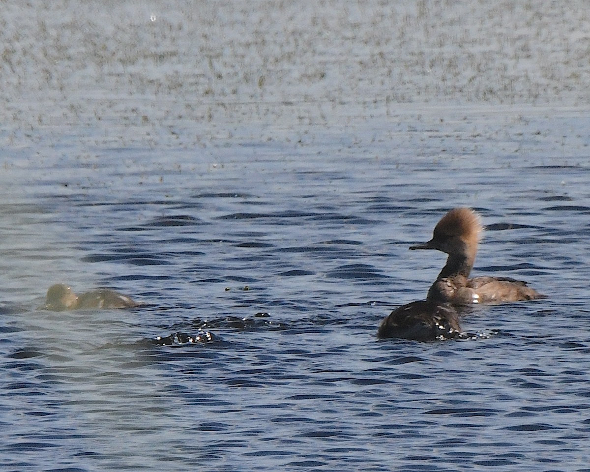 Hooded Merganser - Ted Wolff