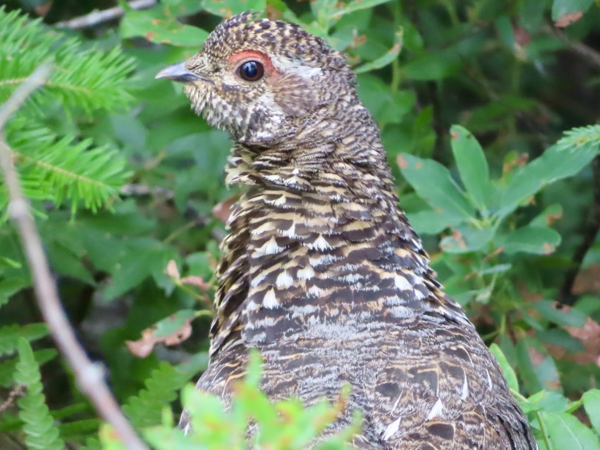 Spruce Grouse - ML621989434