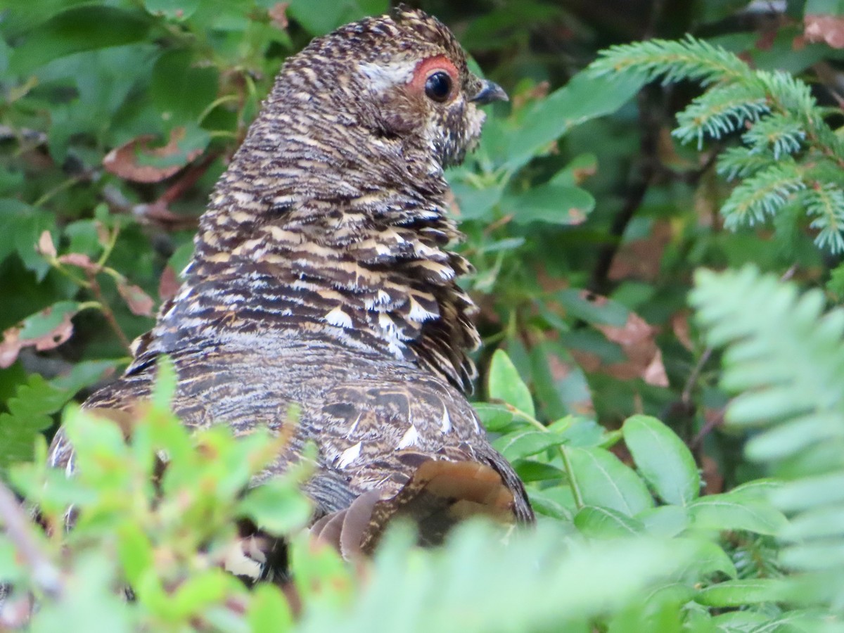 Spruce Grouse - Stephanie Parker