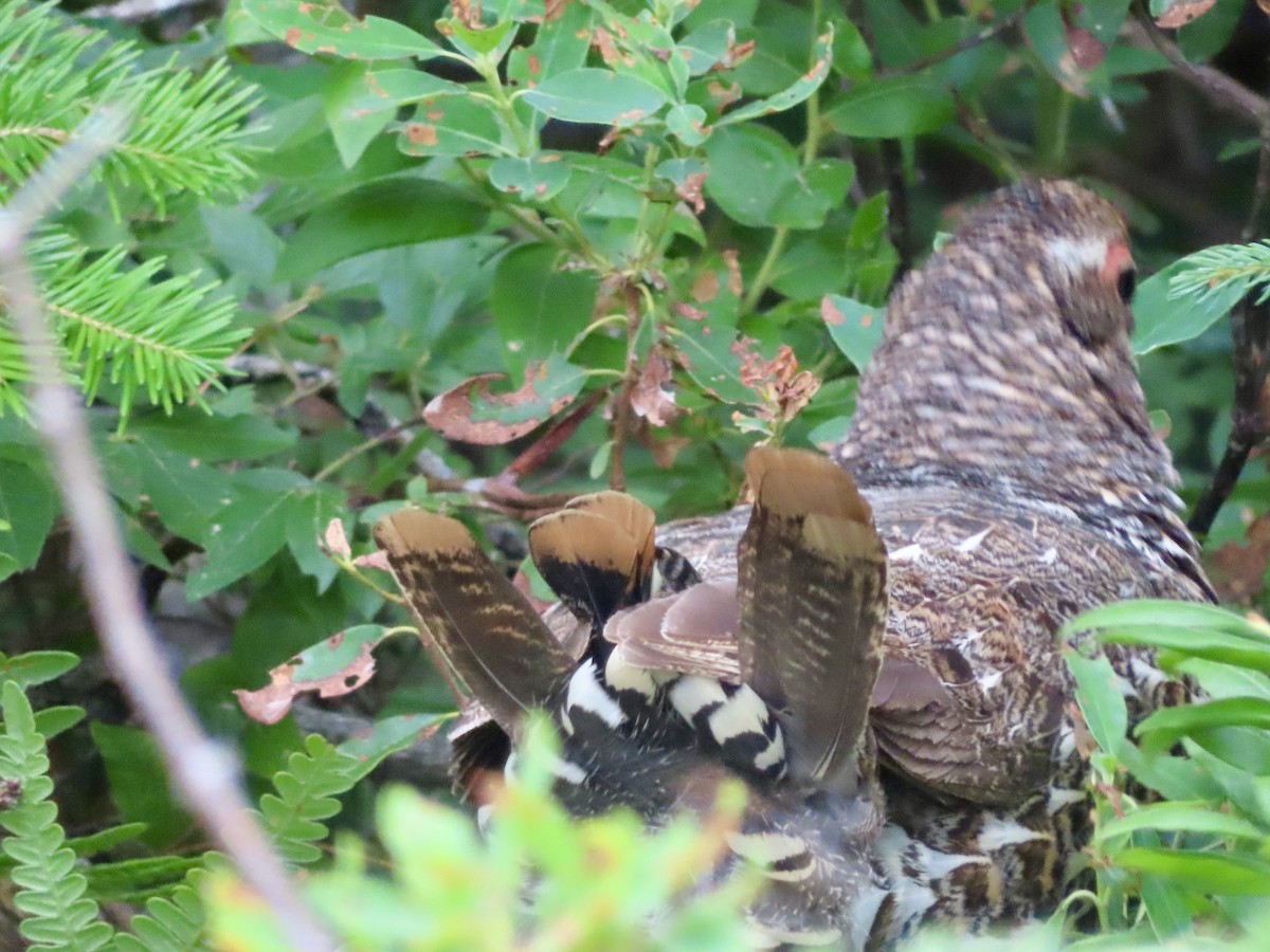 Spruce Grouse - ML621989436