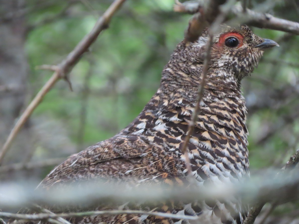 Spruce Grouse - Stephanie Parker