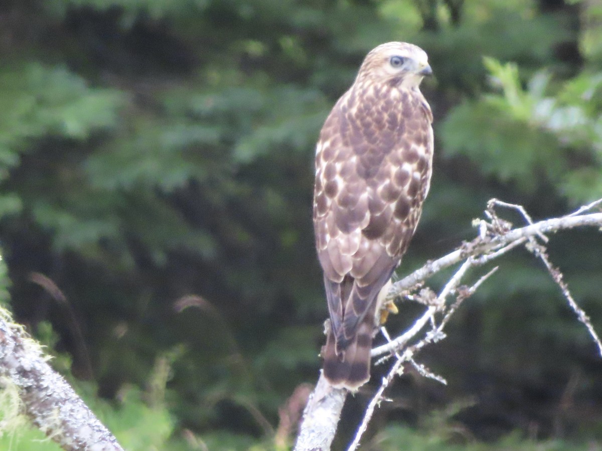 Broad-winged Hawk - ML621989447