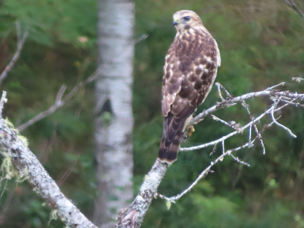 Broad-winged Hawk - ML621989448